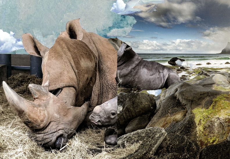 Rhino (30x43cm) 369.jpg