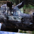 Rhino